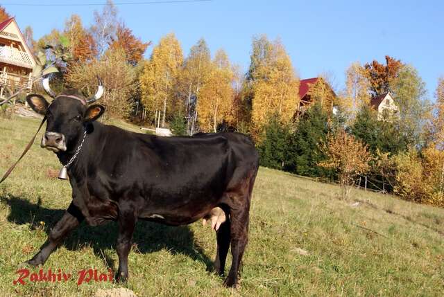 Гостевой дом Rakhiv Plai Рахов-26